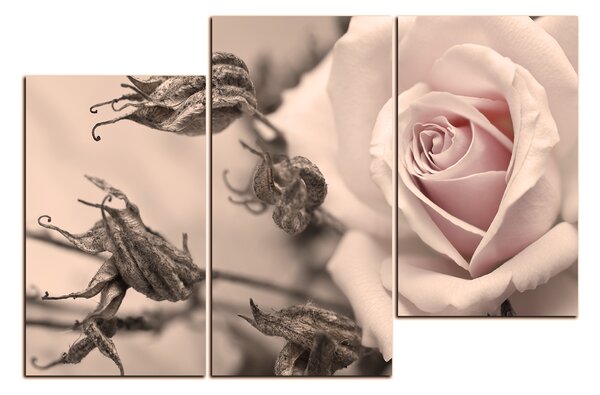 Obraz na plátne - Ruža a uschnuté rastliny 1225FD (90x60 cm)