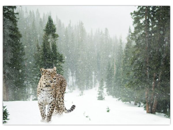 Obraz leoparda v snehu (70x50 cm)