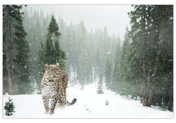 Obraz leoparda v snehu (90x60 cm)