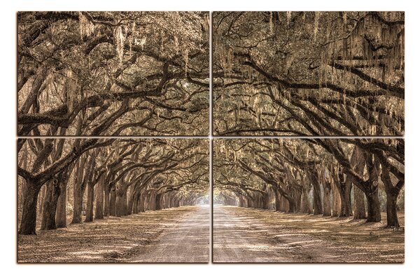 Obraz na plátne - Historické dubové stromy lemované poľnou cestou 1239FE (90x60 cm)