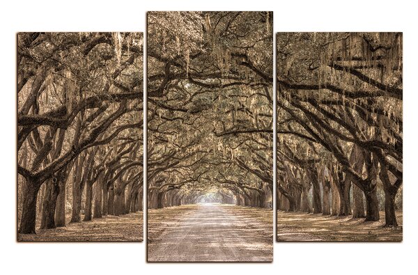Obraz na plátne - Historické dubové stromy lemované poľnou cestou 1239FC (90x60 cm)