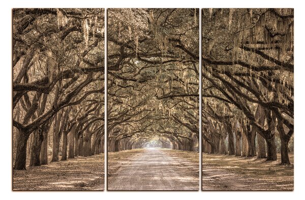 Obraz na plátne - Historické dubové stromy lemované poľnou cestou 1239FB (90x60 cm )