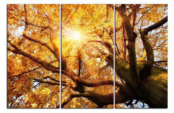 Obraz na plátne - Slnko cez vetvi stromu 1240B (90x60 cm )