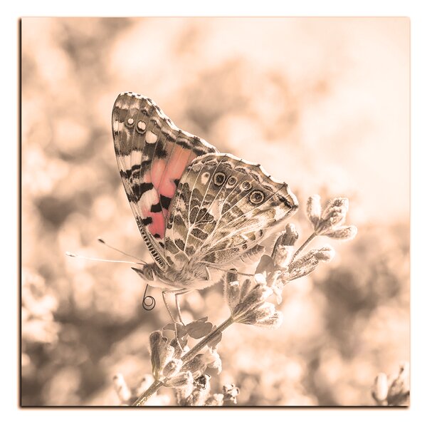 Obraz na plátne - Motýľ na levanduľe - štvorec 3221FA (50x50 cm)