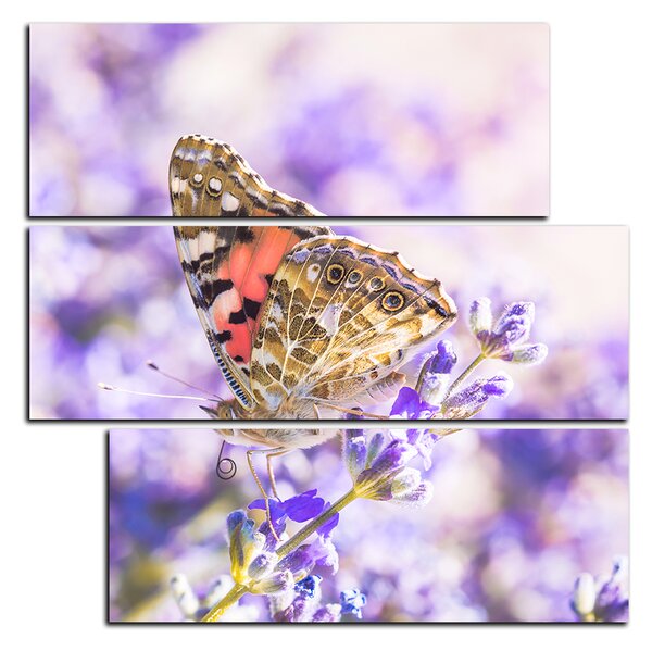 Obraz na plátne - Motýľ na levanduľe - štvorec 3221D (75x75 cm)