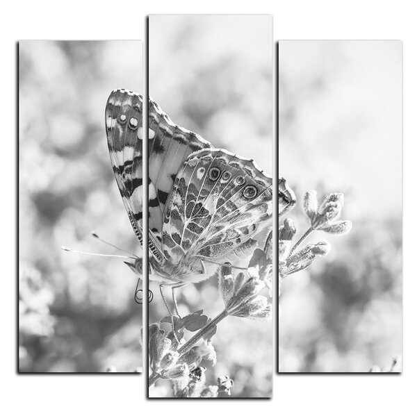 Obraz na plátne - Motýľ na levanduľe - štvorec 3221QC (75x75 cm)