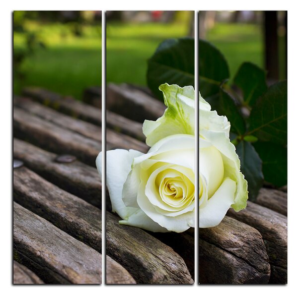 Obraz na plátne - Biela ruža na lavici - štvorec 3224B (75x75 cm)