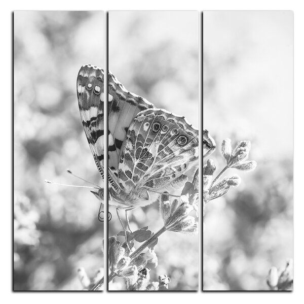 Obraz na plátne - Motýľ na levanduľe - štvorec 3221QB (75x75 cm)
