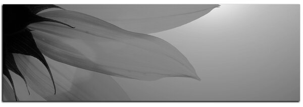 Obraz na plátne - Slnečnica kvet - panoráma 5201QA (105x35 cm)