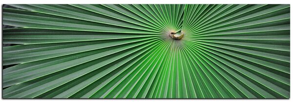 Obraz na plátne - Tropické listy - panoráma 5205A (105x35 cm)