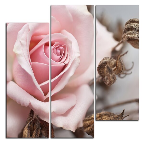 Obraz na plátne - Ruža a uschnuté rastliny - štvorec 3225C (75x75 cm)