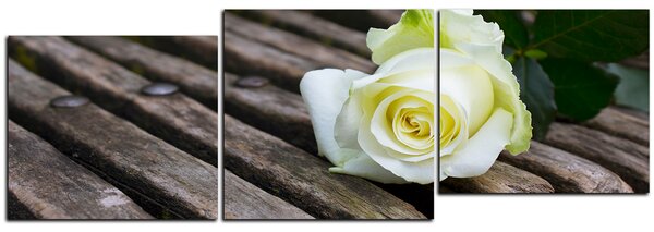 Obraz na plátne - Biela ruža na lavici - panoráma 5224E (90x30 cm)