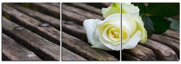 Obraz na plátne - Biela ruža na lavici - panoráma 5224B (90x30 cm)