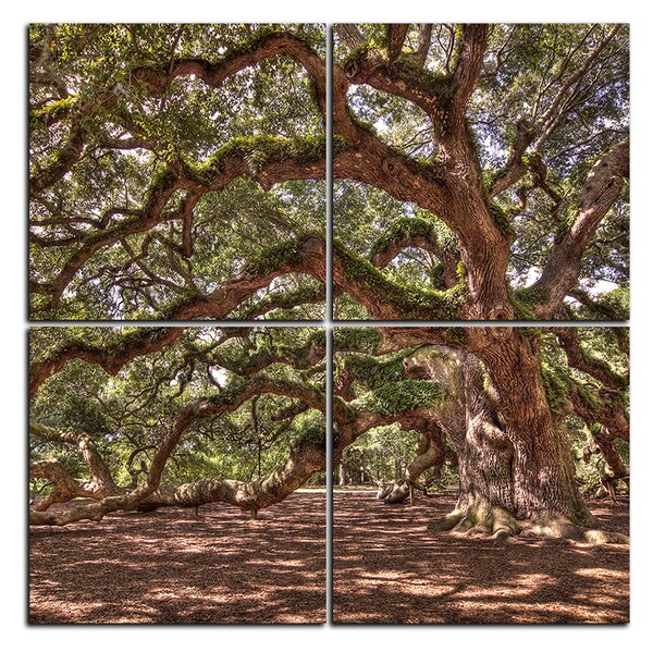 Obraz na plátne - Staroveký živý dub - štvorec 3238E (60x60 cm)