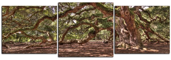 Obraz na plátne - Staroveký živý dub - panoráma 5238D (120x40 cm)