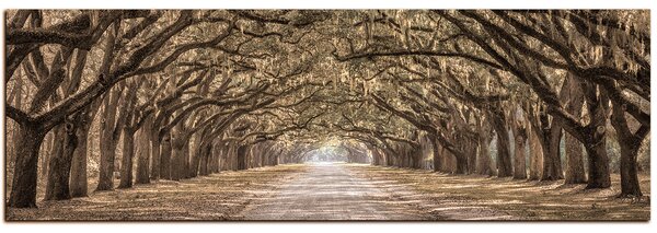 Obraz na plátne - Historické dubové stromy lemované poľnou cestou - panoráma 5239FA (105x35 cm)