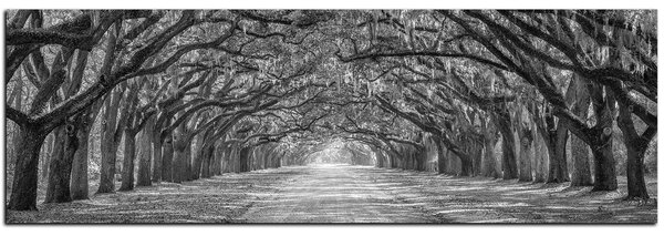 Obraz na plátne - Historické dubové stromy lemované poľnou cestou - panoráma 5239QA (105x35 cm)