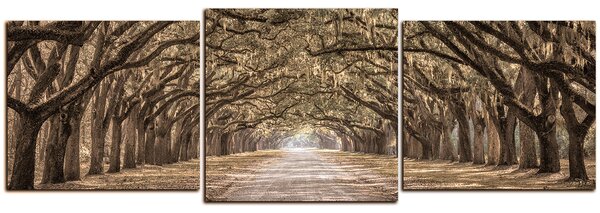 Obraz na plátne - Historické dubové stromy lemované poľnou cestou - panoráma 5239FD (90x30 cm)