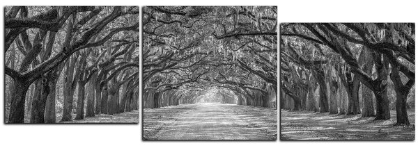 Obraz na plátne - Historické dubové stromy lemované poľnou cestou - panoráma 5239QE (90x30 cm)