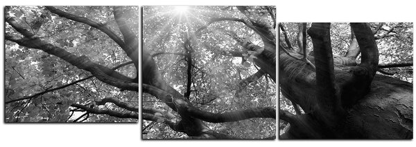 Obraz na plátne - Slnko cez vetvi stromu - panoráma 5240QE (90x30 cm)