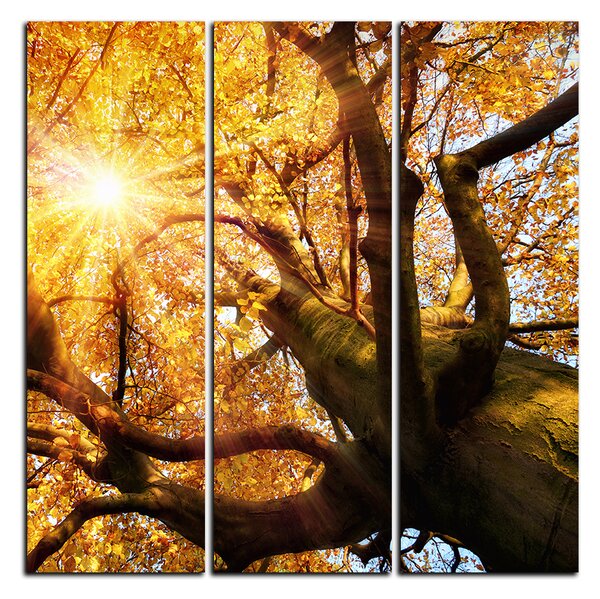 Obraz na plátne - Slnko cez vetvi stromu - štvorec 3240B (75x75 cm)