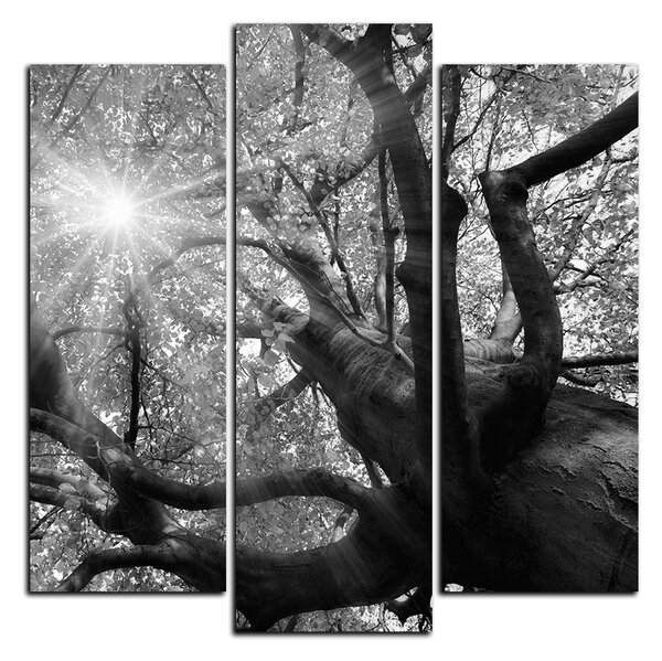 Obraz na plátne - Slnko cez vetvi stromu - štvorec 3240QC (75x75 cm)
