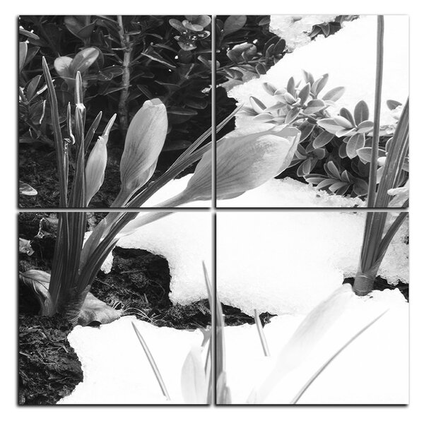 Obraz na plátne - Skoré jarné kvetiny - štvorec 3242QE (60x60 cm)