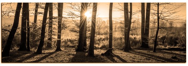Obraz na plátne - Jesenné ráno v lese - panoráma 5251FA (120x45 cm)