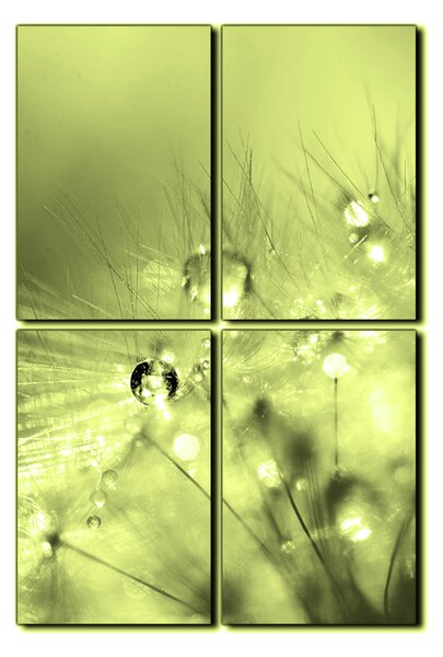 Obraz na plátne - Dandelion z kvapkami rosy - obdĺžnik 7262ZE (90x60 cm)