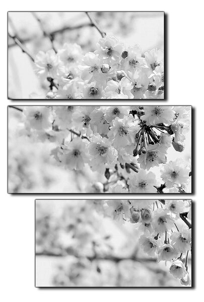 Obraz na plátne - Čerešňový kvet - obdĺžnik 7279QD (90x60 cm)
