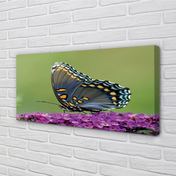 Obraz na plátne Farebný motýľ na kvety 100x50 cm