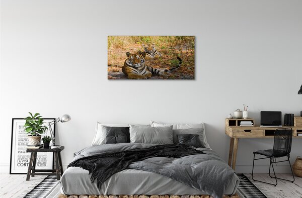 Obraz na plátne Tigers 100x50 cm