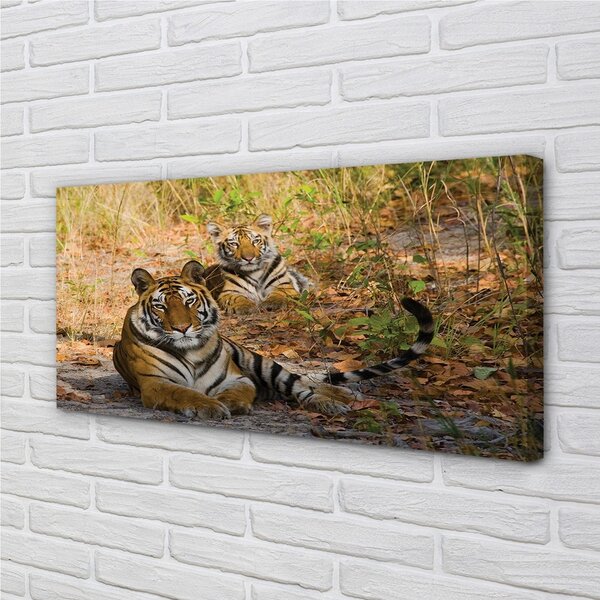 Obraz na plátne Tigers 100x50 cm