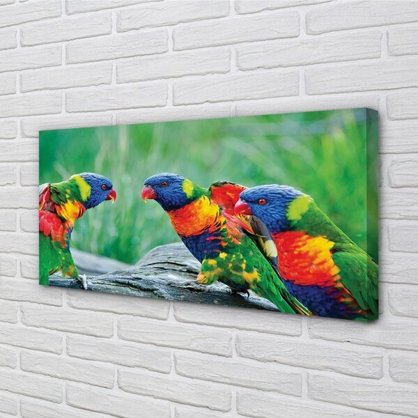 Obraz na plátne Farebný papagáj stromu 100x50 cm