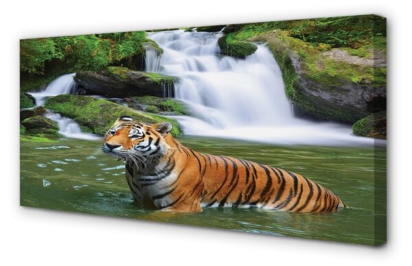 Obraz na plátne tiger vodopád 100x50 cm