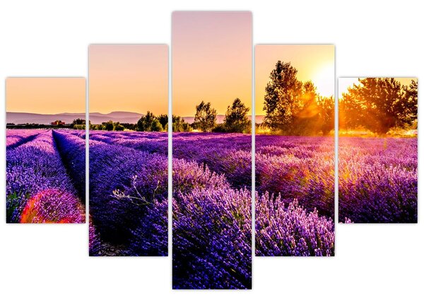 Obraz levanduľového pole, Provence (150x105 cm)