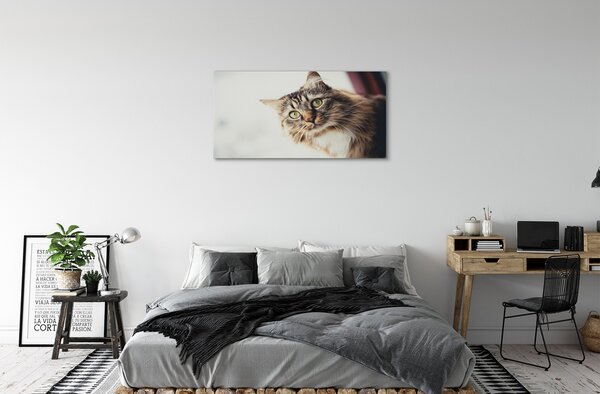 Obraz na plátne Mainská mývalia mačka 100x50 cm