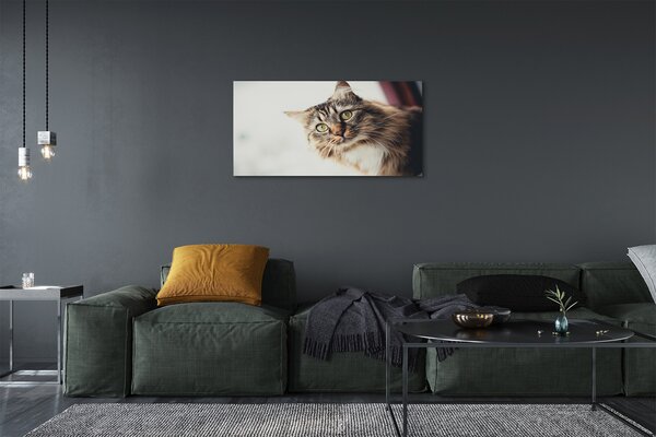 Obraz na plátne Mainská mývalia mačka 100x50 cm