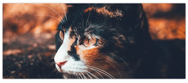 Obraz - Pohľad mačky (120x50 cm)