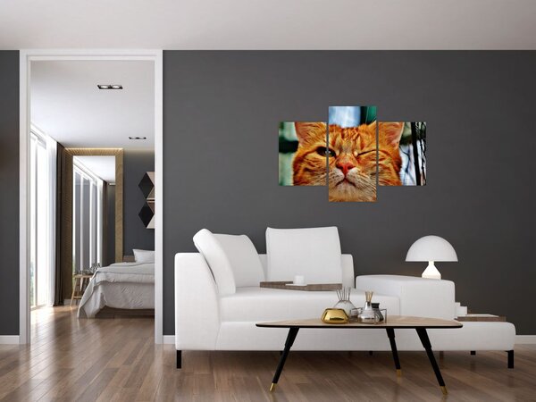 Obraz žmurkajúce mačky (90x60 cm)