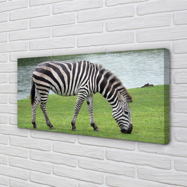 Obraz na plátne zebra 100x50 cm