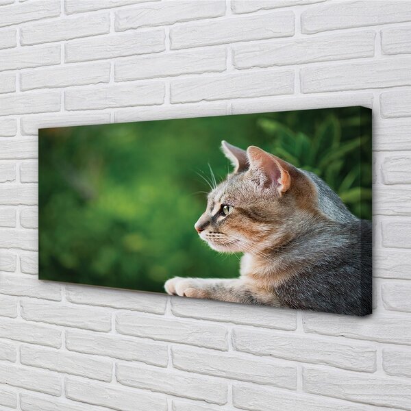 Obraz na plátne vyzerajúci mačka 100x50 cm