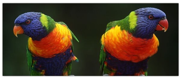 Obraz papagájov (120x50 cm)