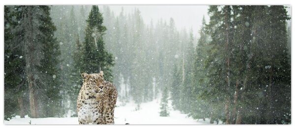 Obraz leoparda v snehu (120x50 cm)