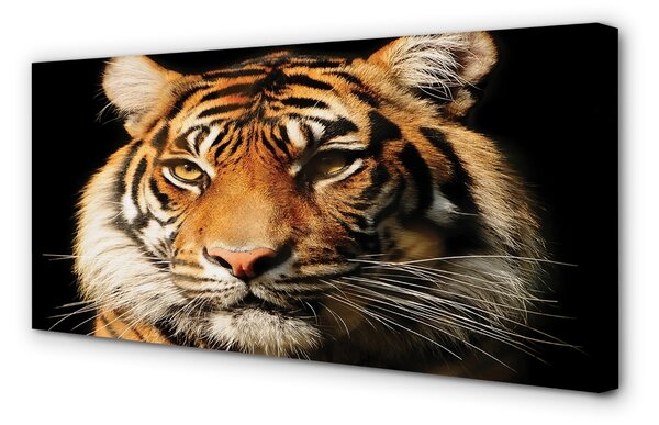 Obraz na plátne tiger 100x50 cm