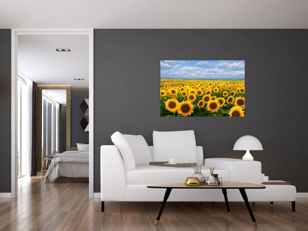 Obraz slnečnicového poľa (90x60 cm)