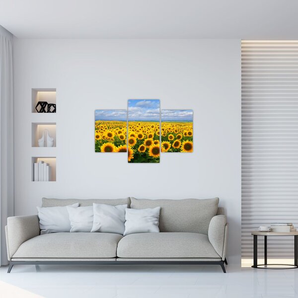 Obraz slnečnicového poľa (90x60 cm)