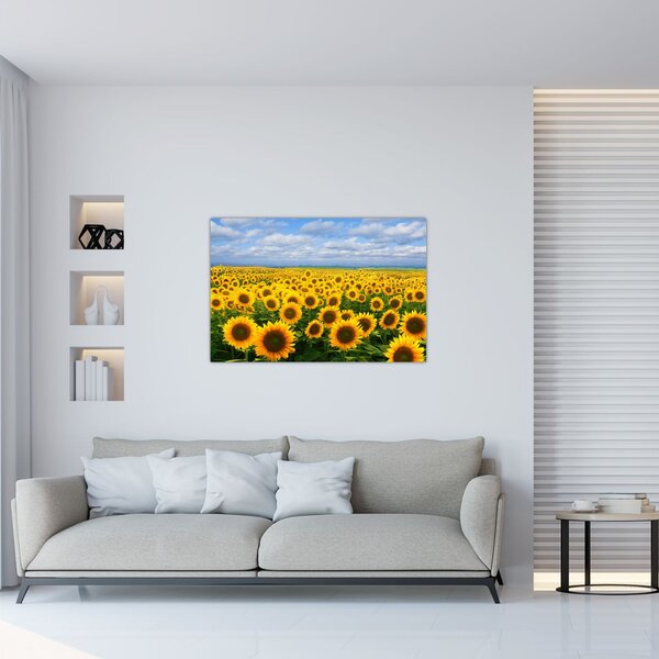 Obraz slnečnicového poľa (90x60 cm)