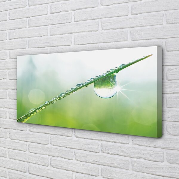 Obraz canvas Drop tráva makro 100x50 cm