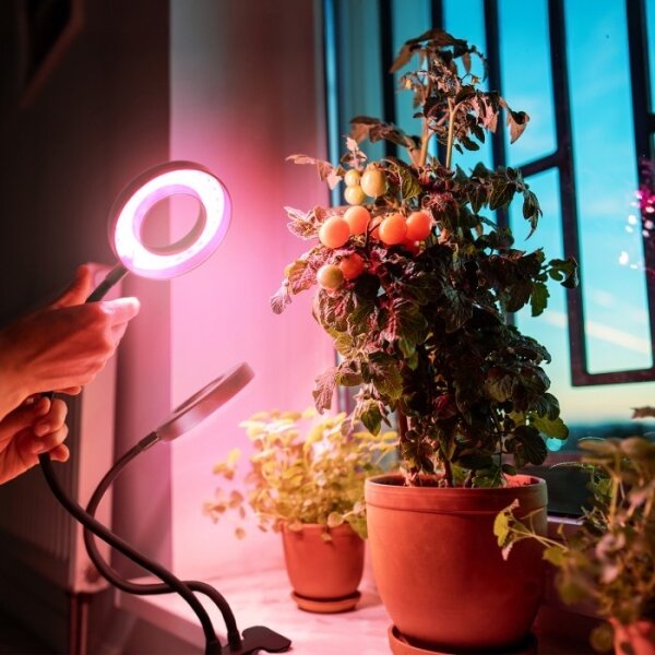 LED stolná lampa s klipom pre pestovanie VITARO 2xLED/4W/230V čierna